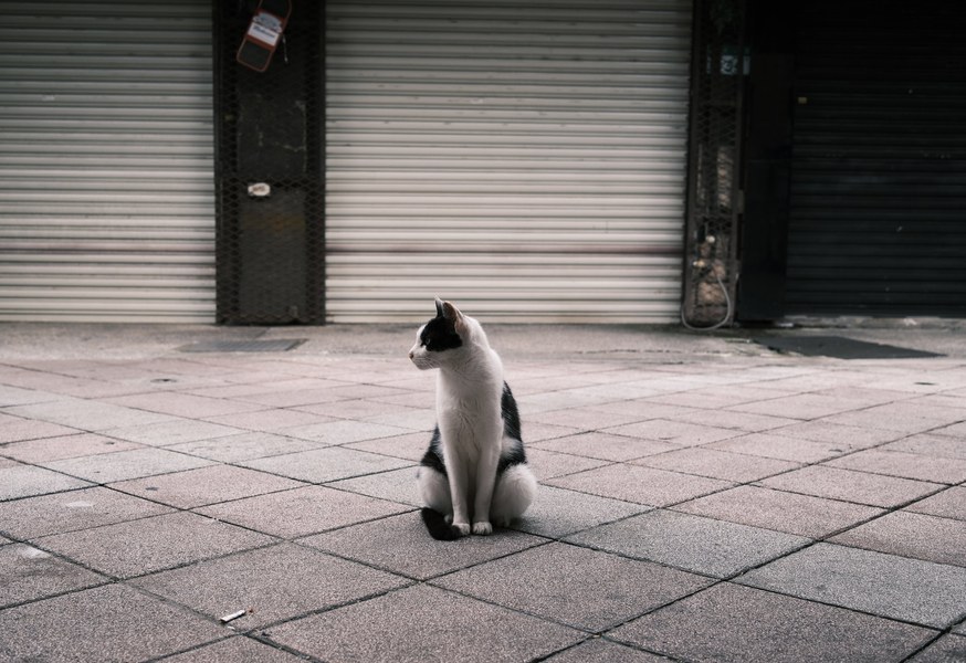 Black and white cat sitting alone before shuttered storefronts
