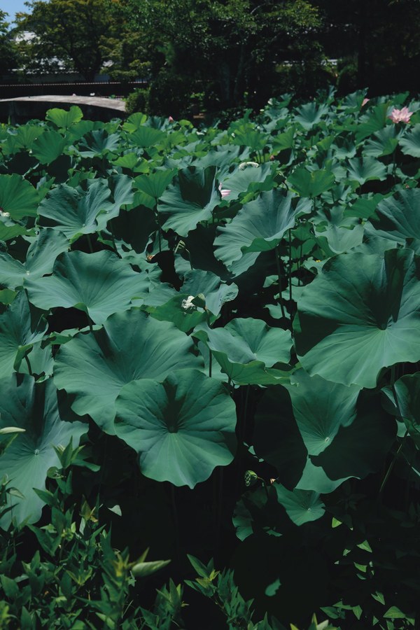 Dense field of lotus leaves