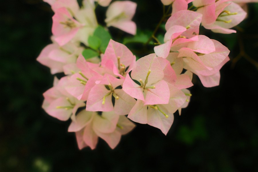 Close-up of pink and white bougainvillea flowers